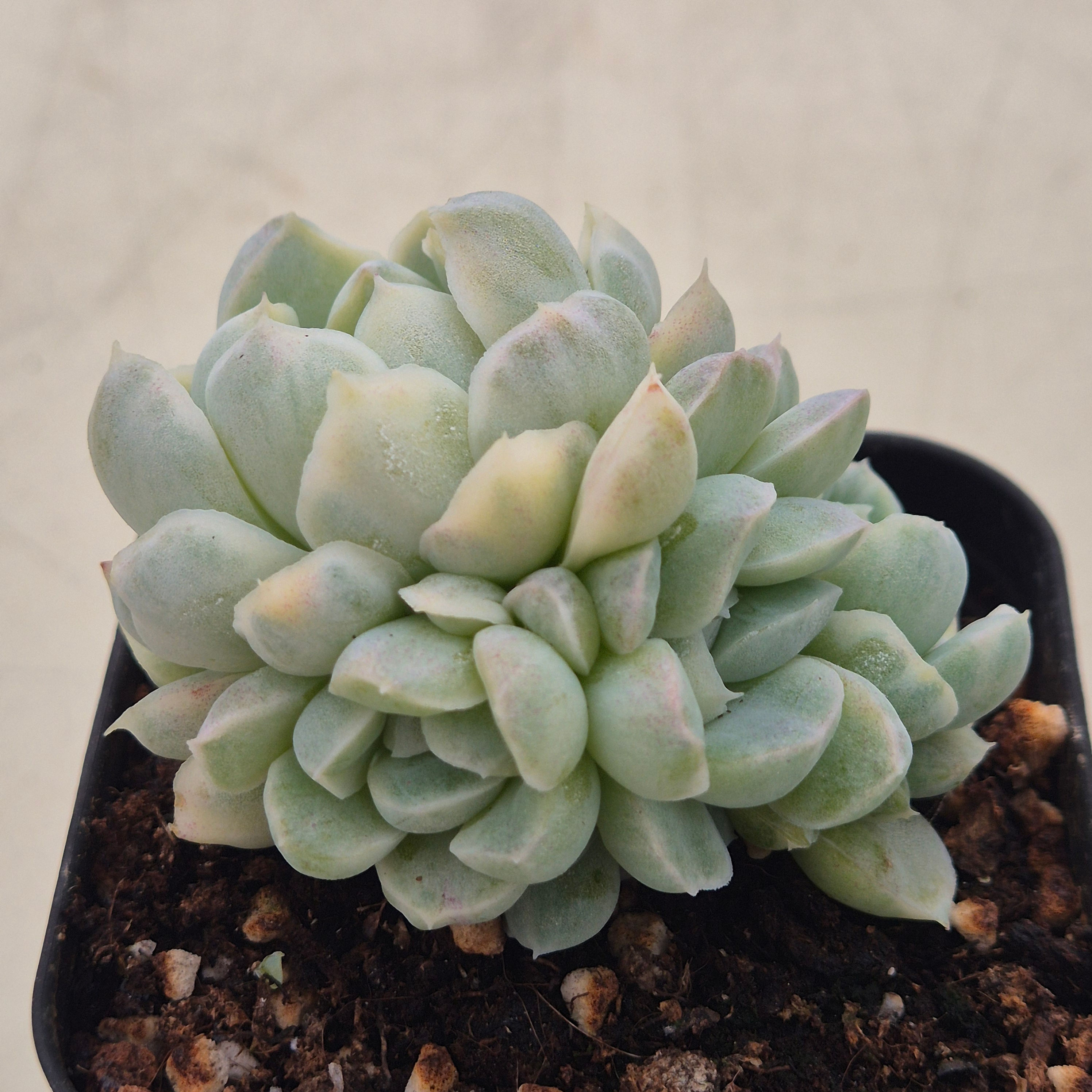 Echeveria Simulans variegated cluster 