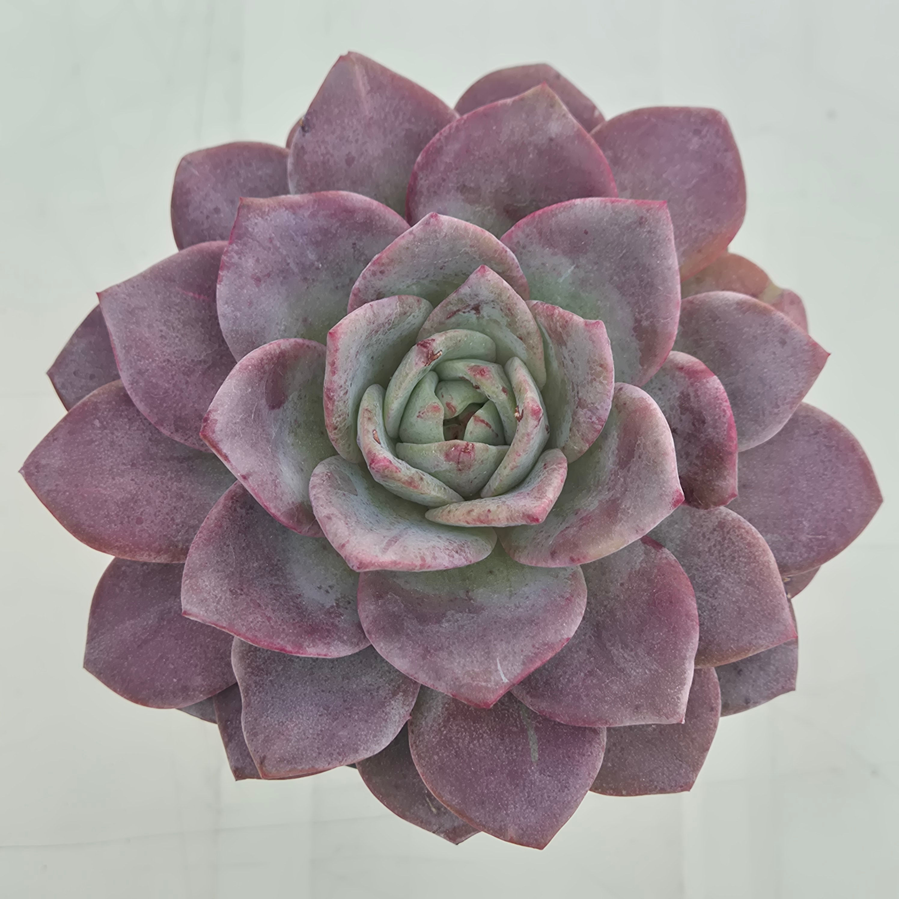 Echeveria German Champagne variegated 
