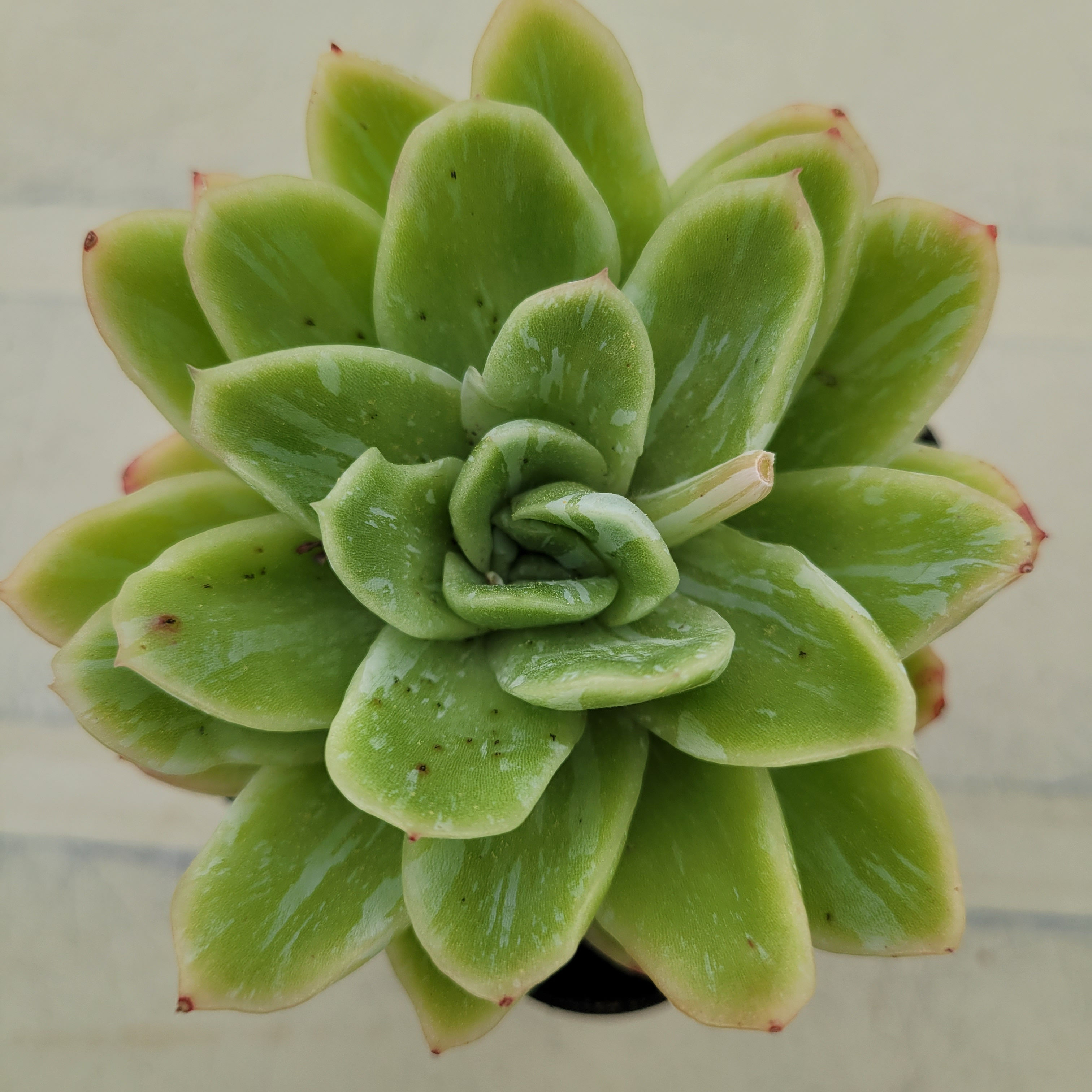 Echeveria Raspberry Ice variegated 