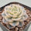 Thumbnail: Echeveria Glauca variegated 