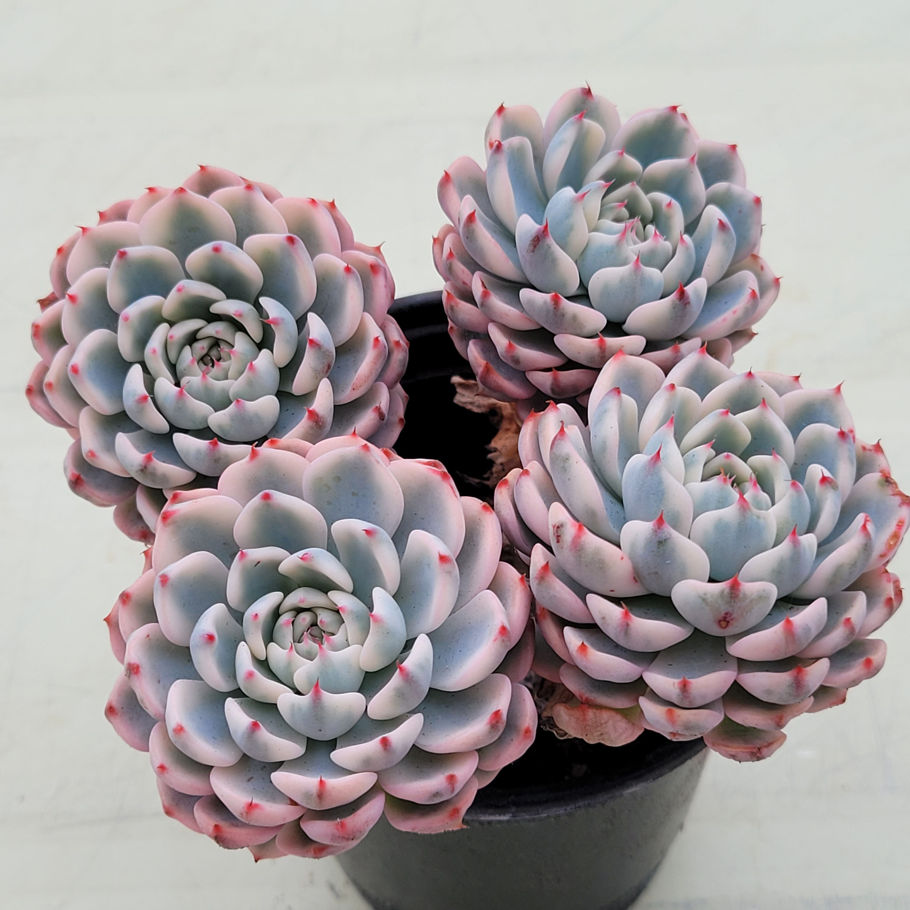 Echeveria Minima variegated 