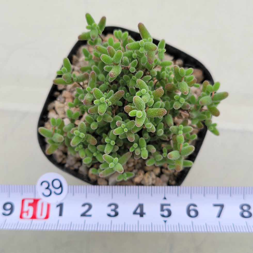 Thumbnail: Drosanthemum Globosum 'Honey Orange'