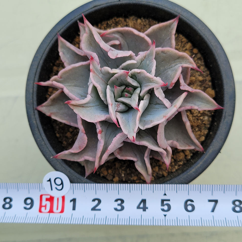 Thumbnail: Echeveria Madiba Blood Vein 