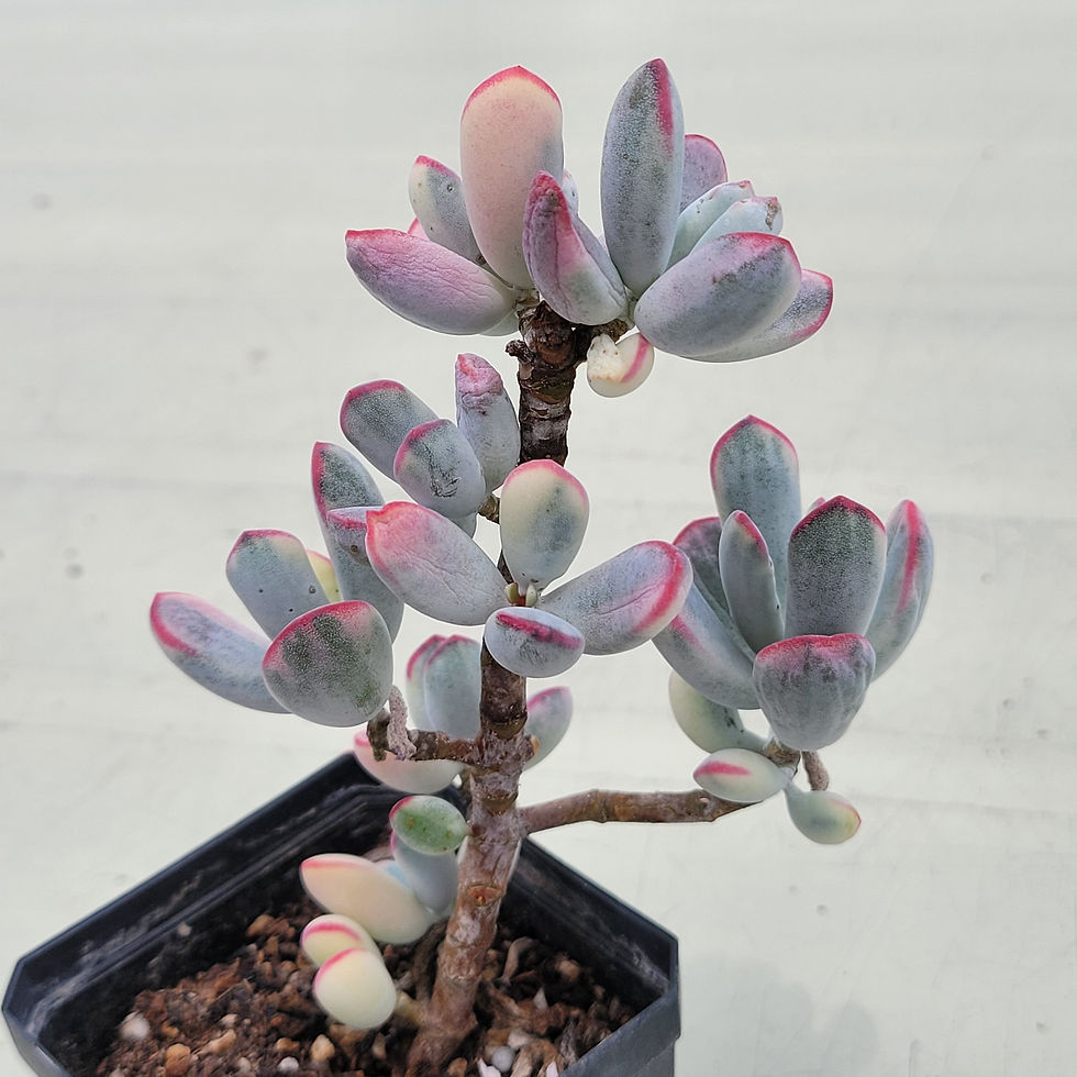 Thumbnail: Cotyledon var.Flanaganii f.variegated 