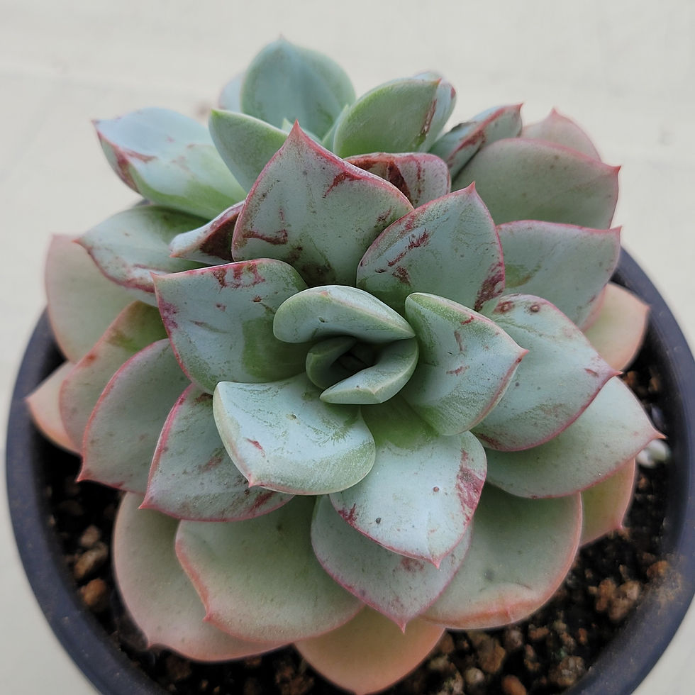 Thumbnail: Echeveria Blue Velvet 