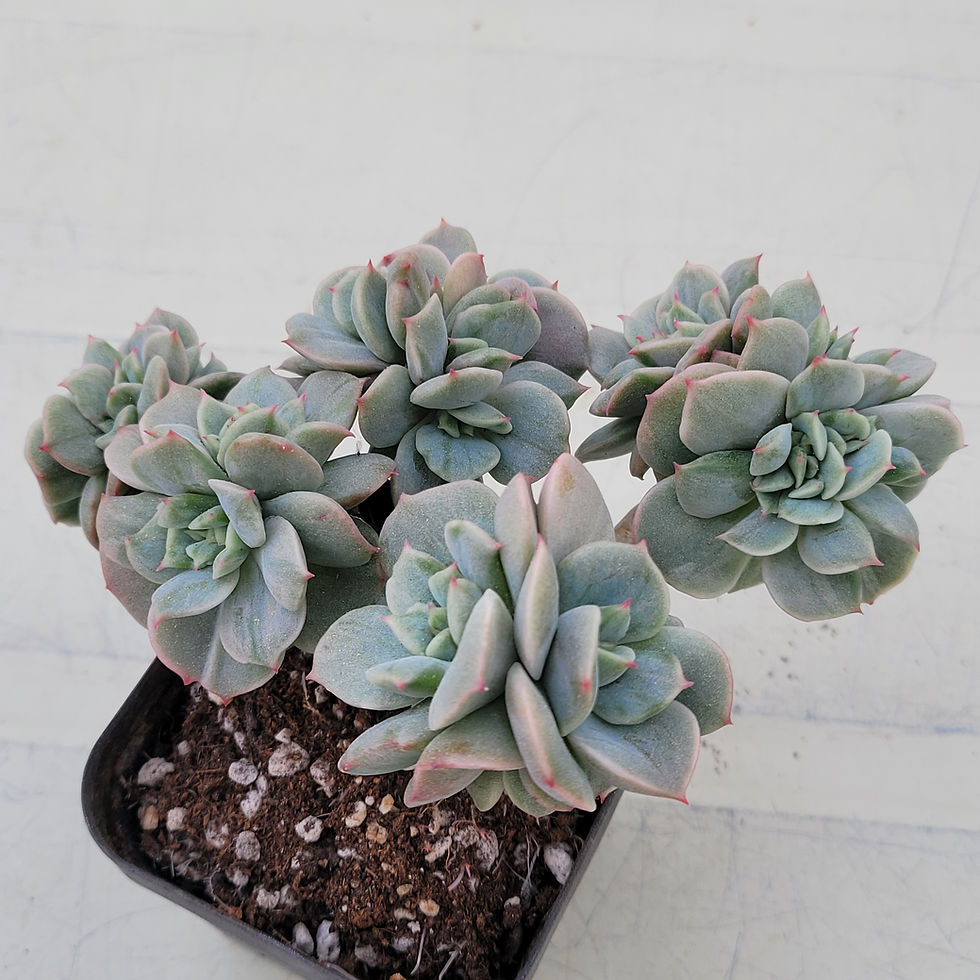 Thumbnail: Echeveria White Snow variegated 