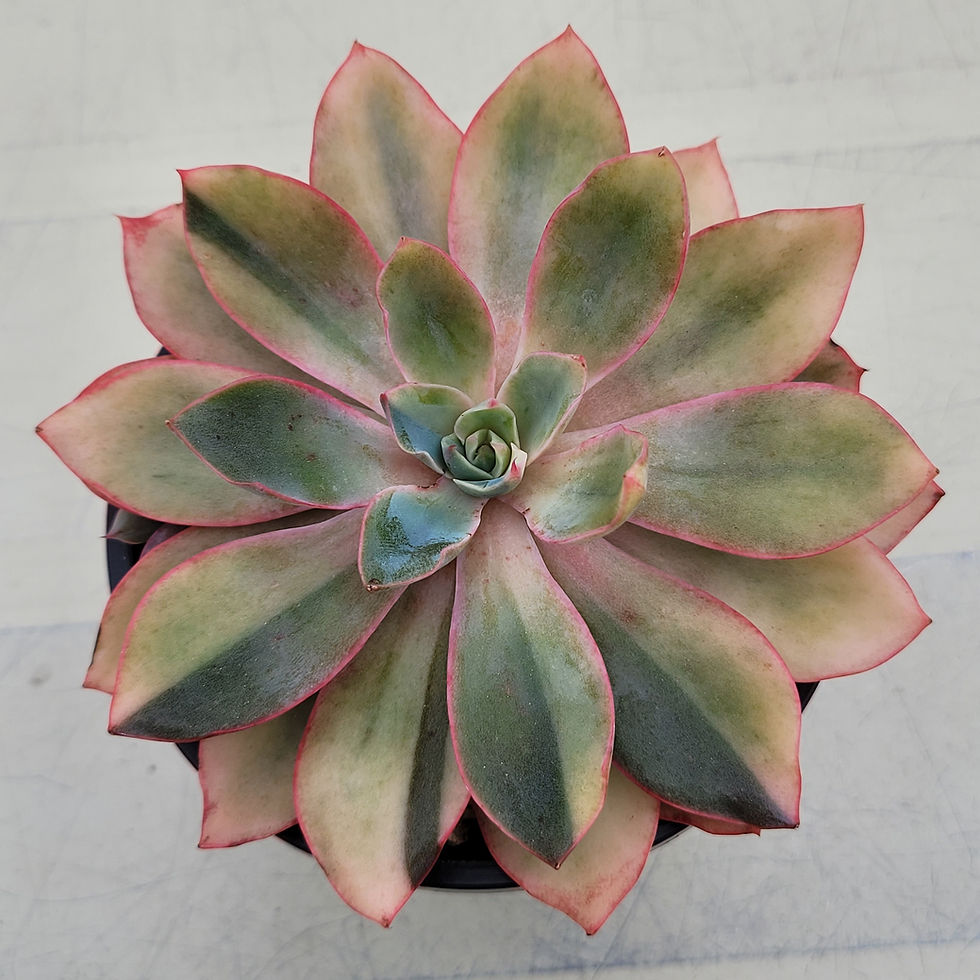 Thumbnail: Echeveria Hera variegated 