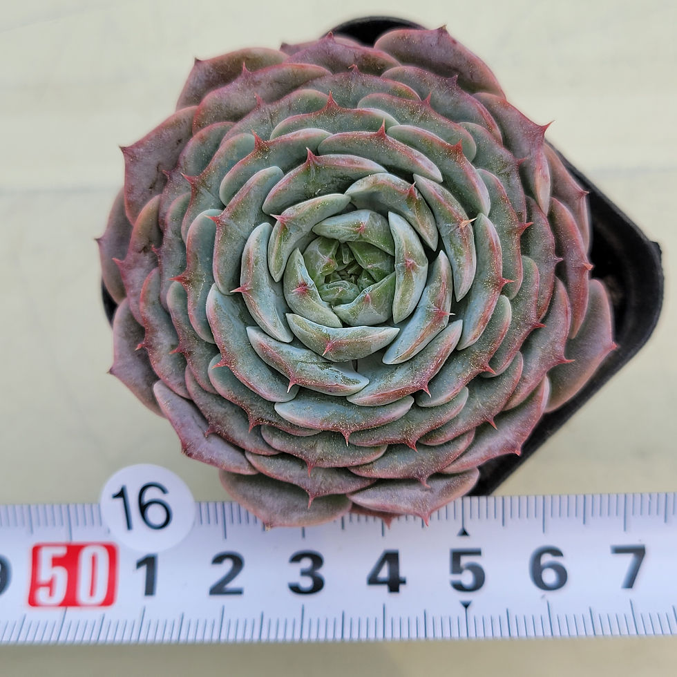 Thumbnail: Echeveria Mon Petit 