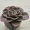 Thumbnail: Echeveria Silk Rose 