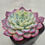 Thumbnail: Echeveria 'Aurora Mint' variegated(New)