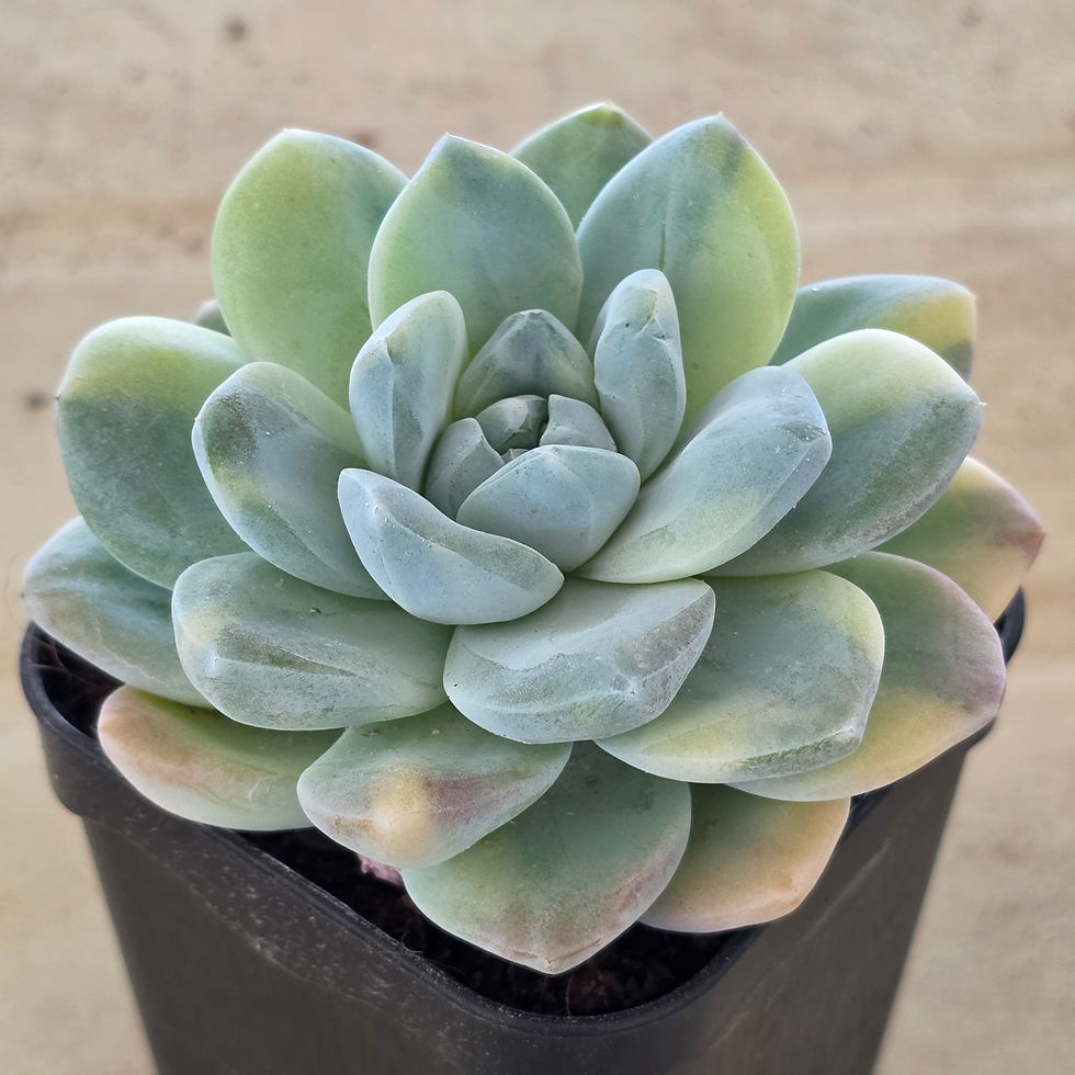 Thumbnail: Echeveria Icy green variegated 