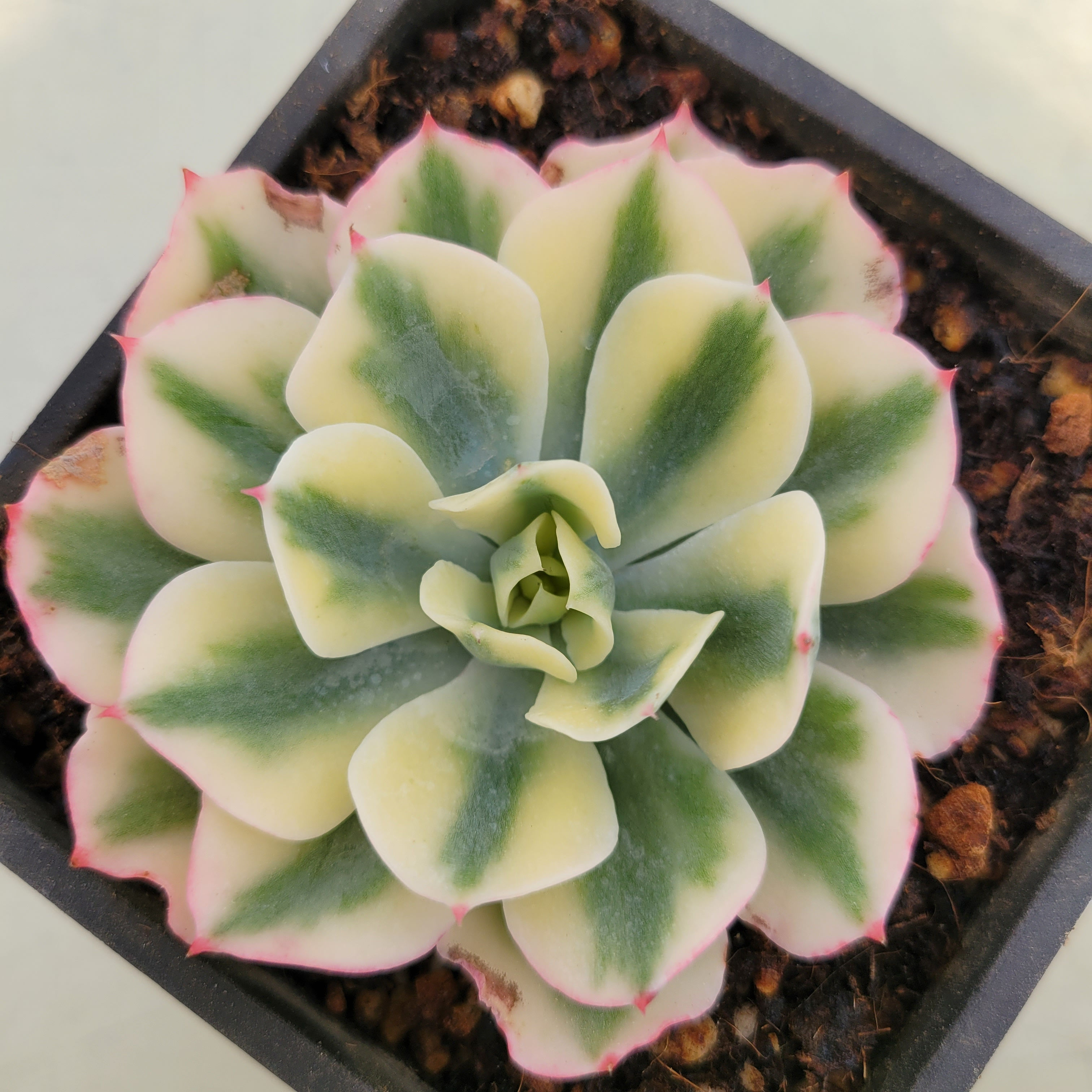 Echeveria Snow Flying variegated 