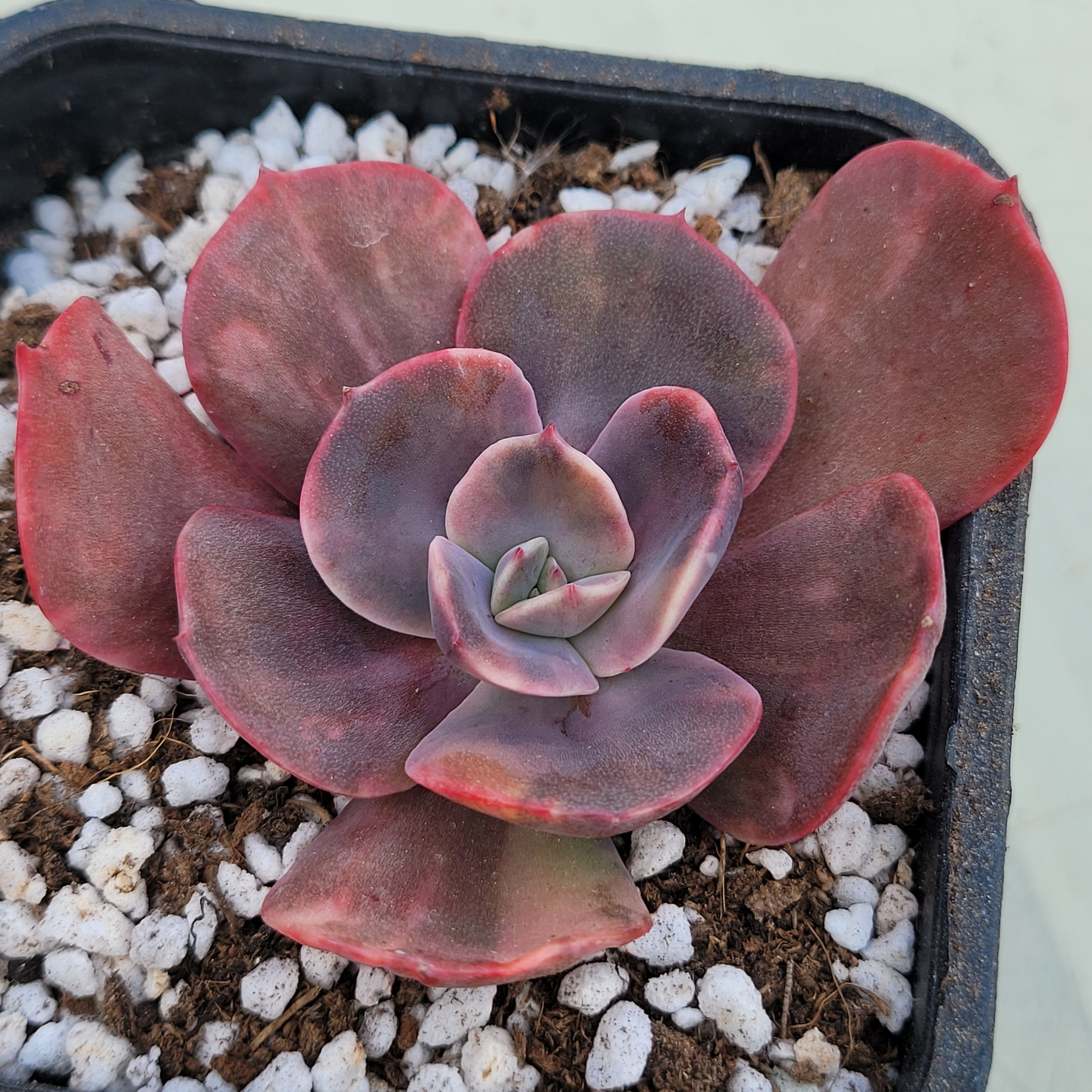 Echeveria Blue Metall variegated 