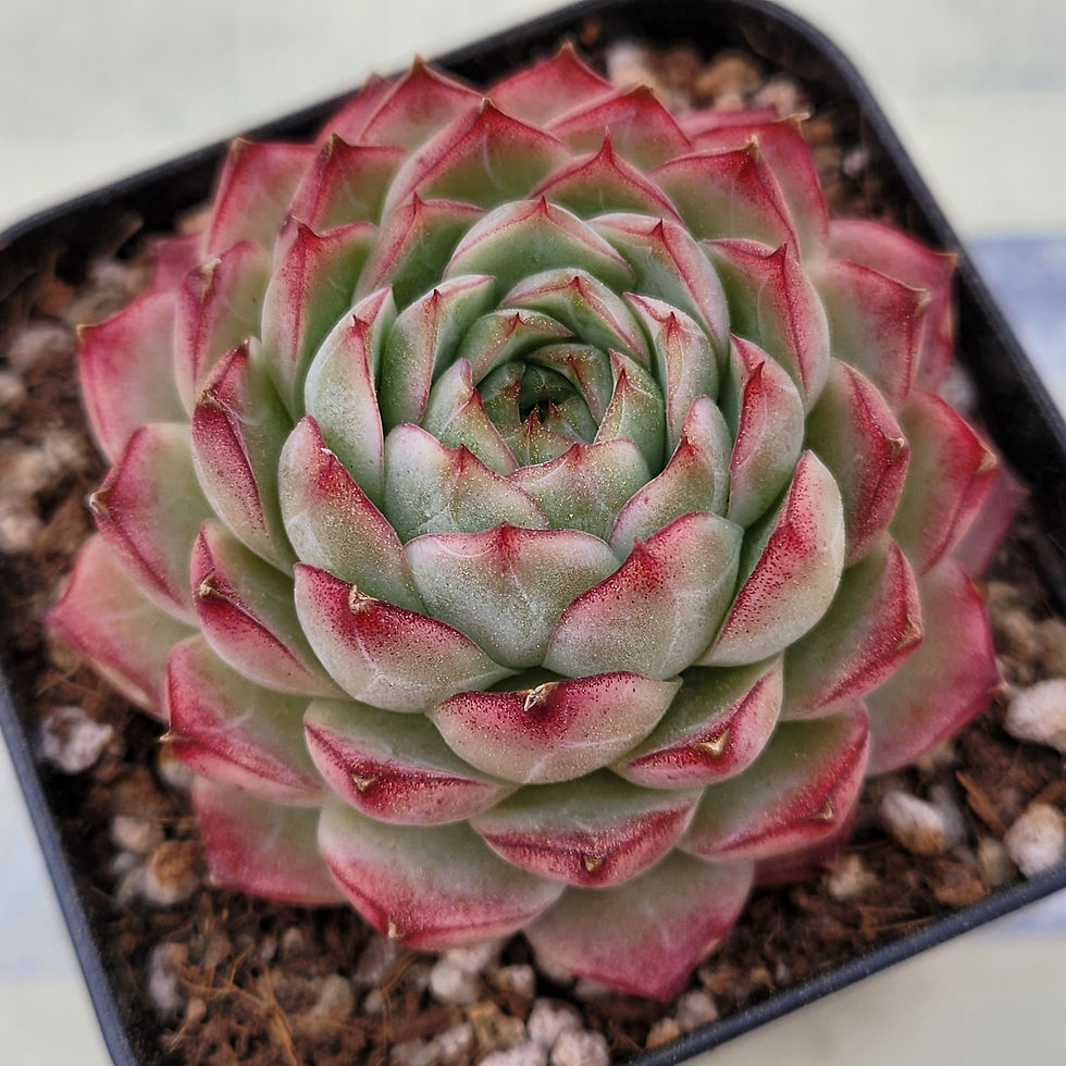 Thumbnail: Echeveria Marionette 