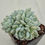 Thumbnail: Echeveria hughmillus variegated cluster 