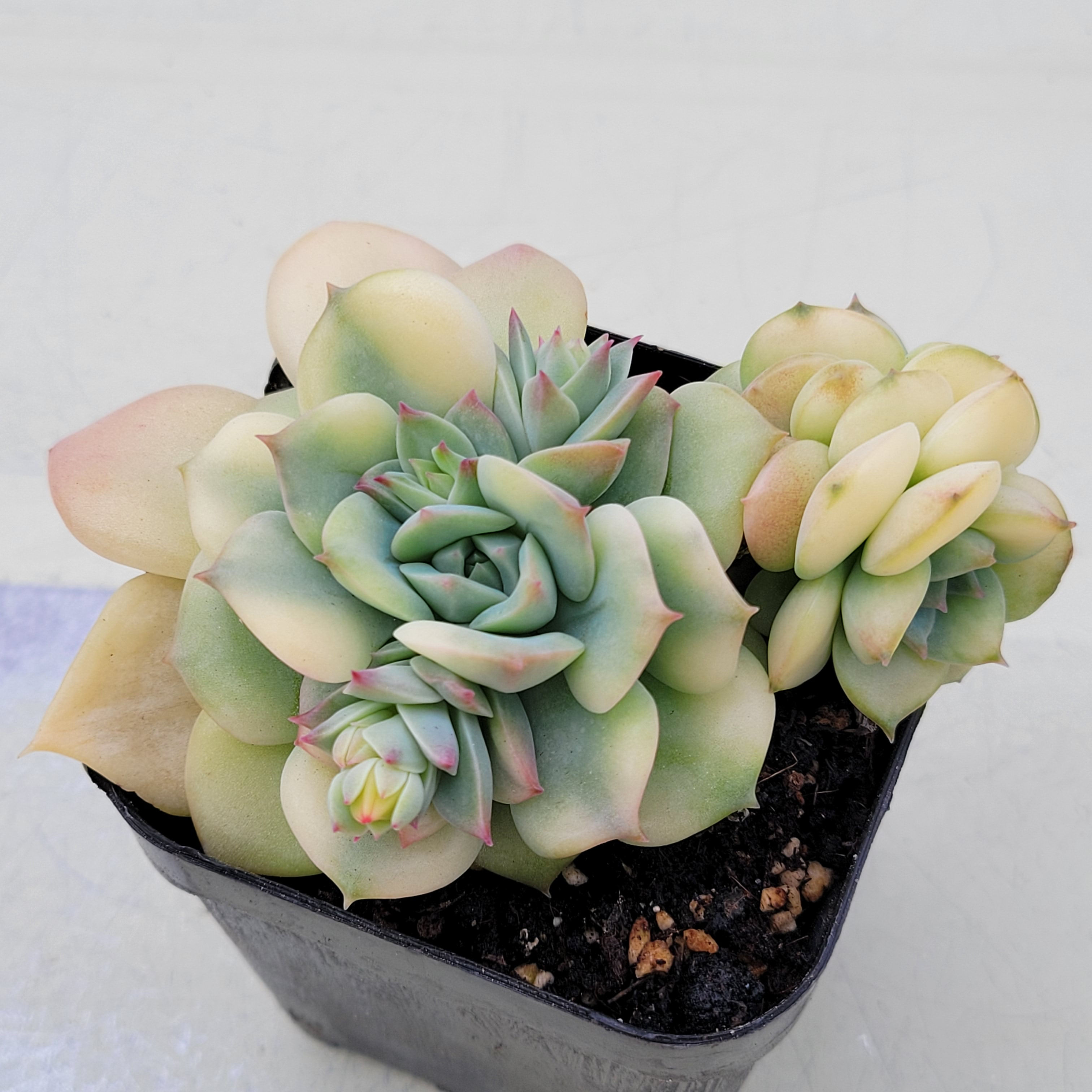 Echeveria Fun Queen variegated 