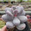 Thumbnail: Pachyphytum Purple Beauty 