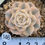 Thumbnail: Echeveria Glauca variegated 