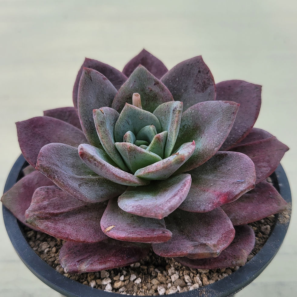 Thumbnail: Echeveria German Champagne variegated 