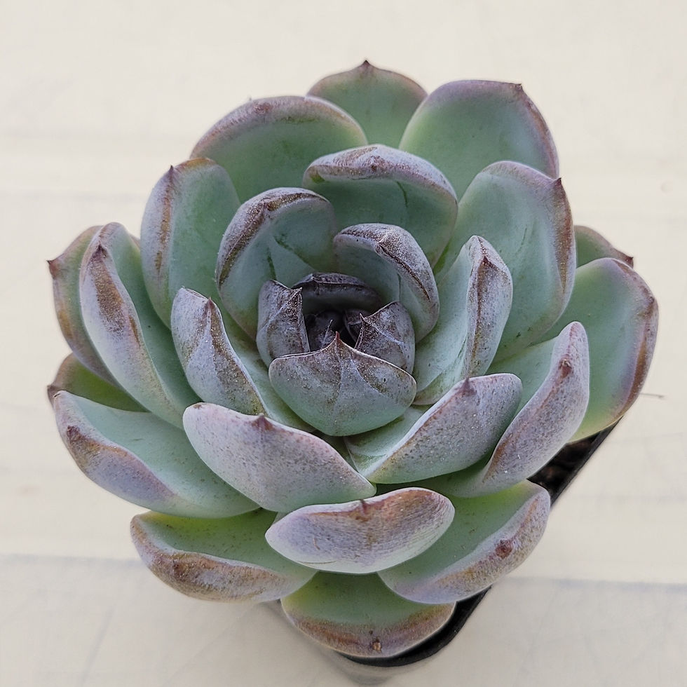 Thumbnail: Echeveria Dark Opal 