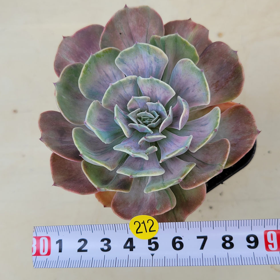 Thumbnail: Echeveria Besame Mucho variegated 