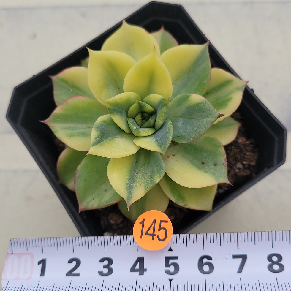 Thumbnail: Echeveria Ice Pinky variegated 