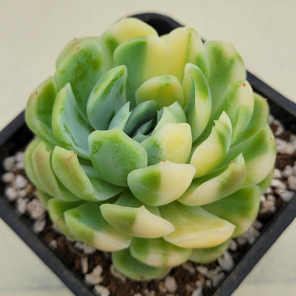 Thumbnail: Echeveria Lemon Berry variegated 