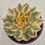 Thumbnail: Echeveria Galaxy variegated 