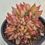 Thumbnail: Echeveria Agavoides Maria variegated 