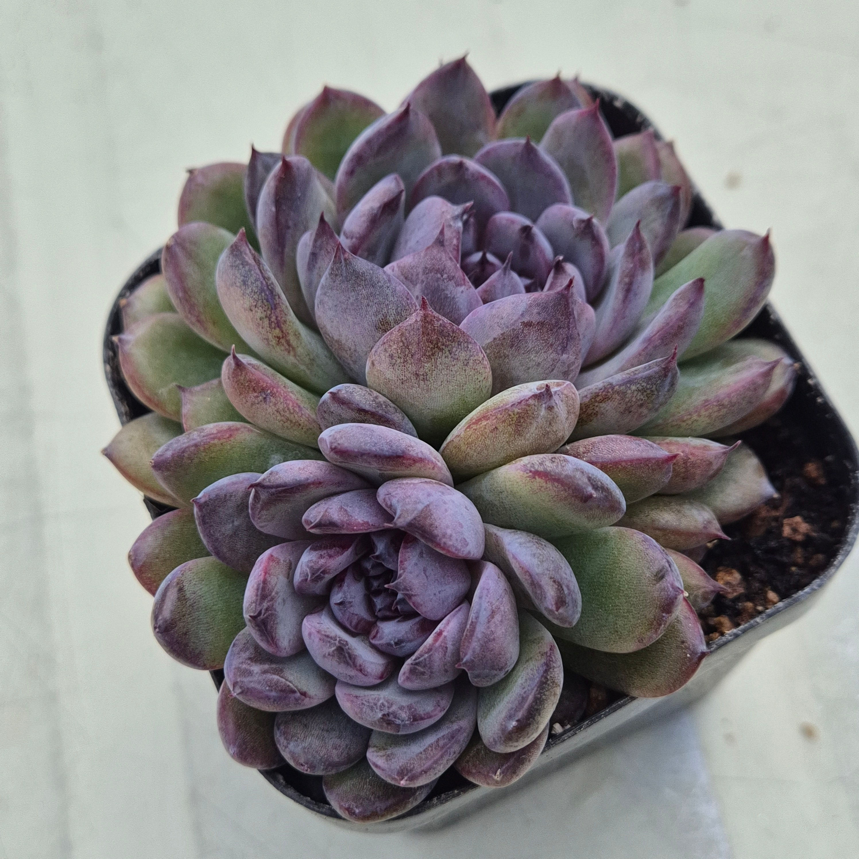 Echeveria Gemstone 