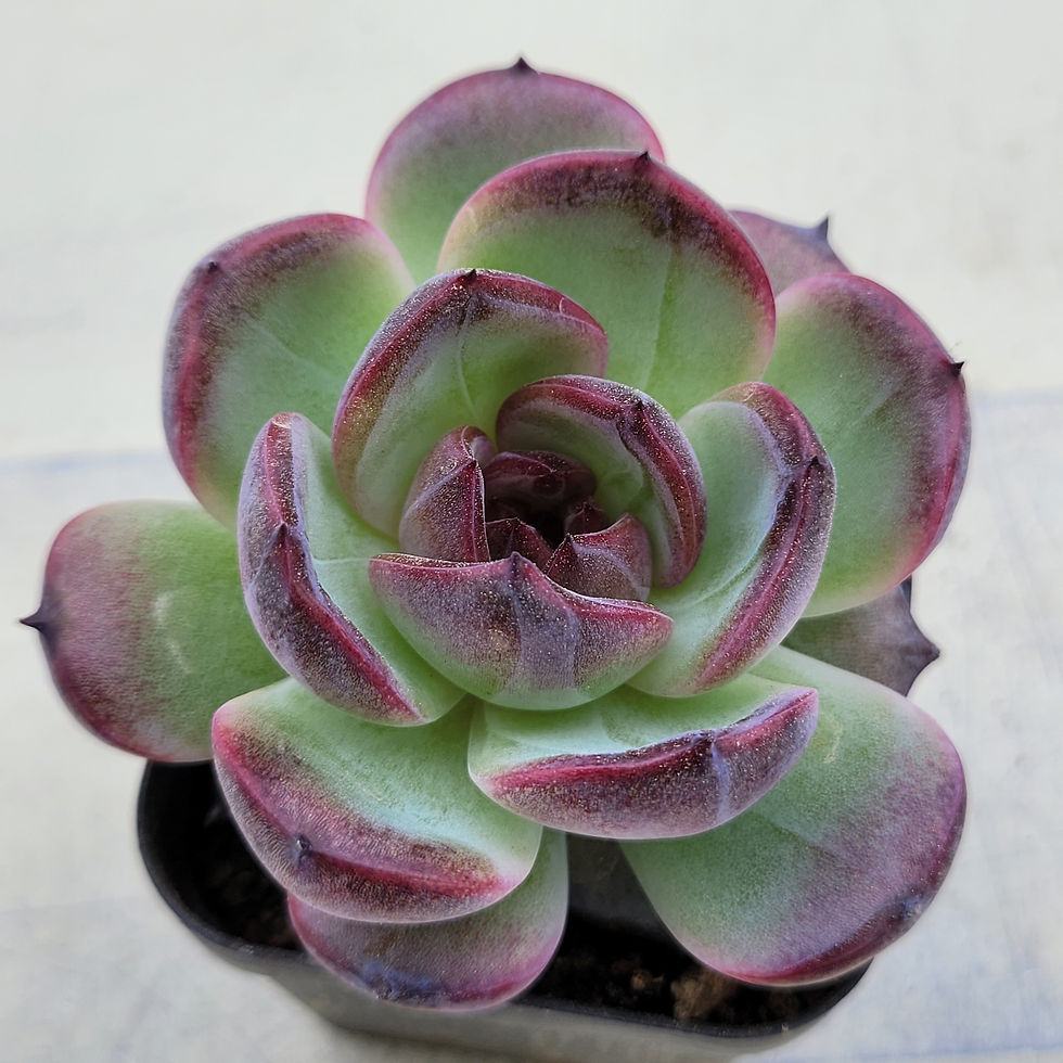 Thumbnail: Echeveria Odette 