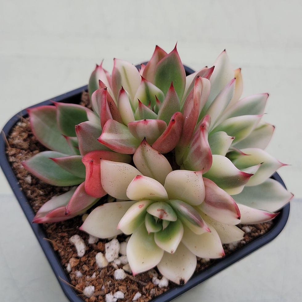 Thumbnail: Echeveria Flamenco variegated 