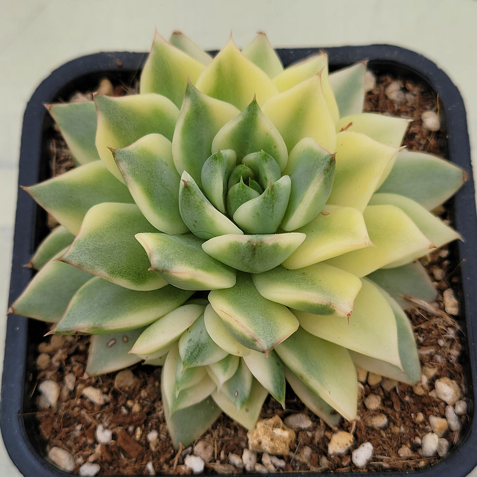 Thumbnail: Echeveria turgida variegated 