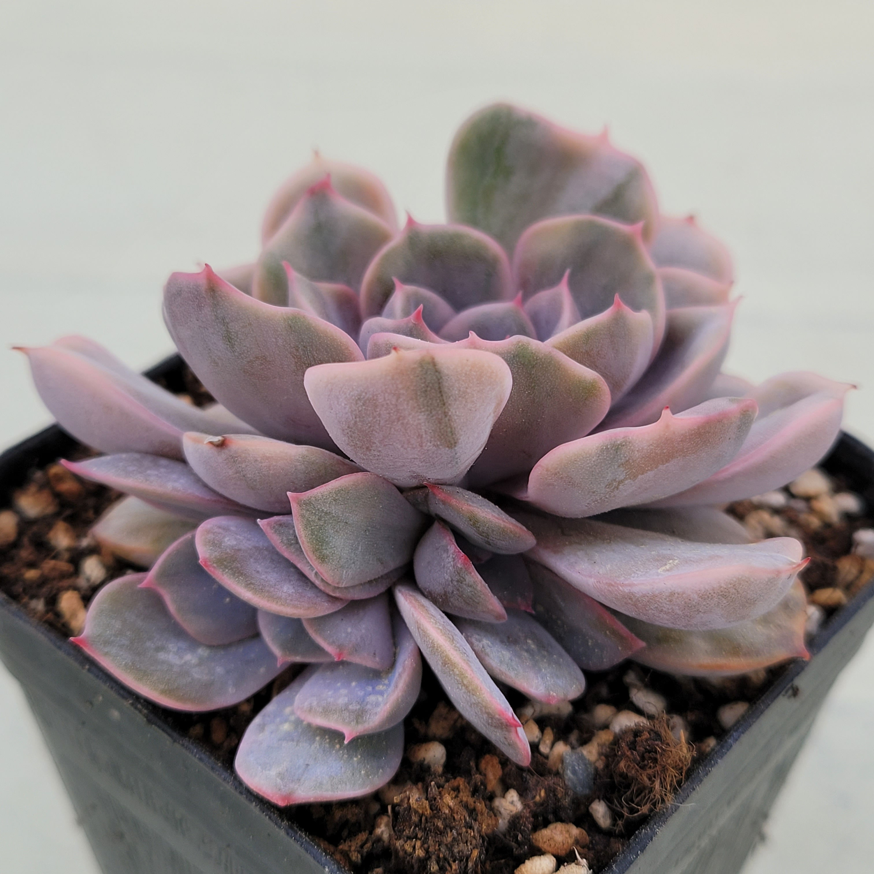 Echeveria Pinky Punky variegated 