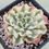 Thumbnail: Echeveria Snow Flying variegated 