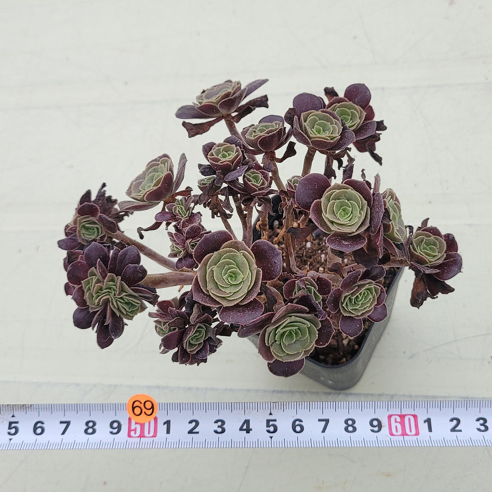 Thumbnail: Aeonium sp