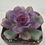 Thumbnail: Echeveria Purple Magnus 