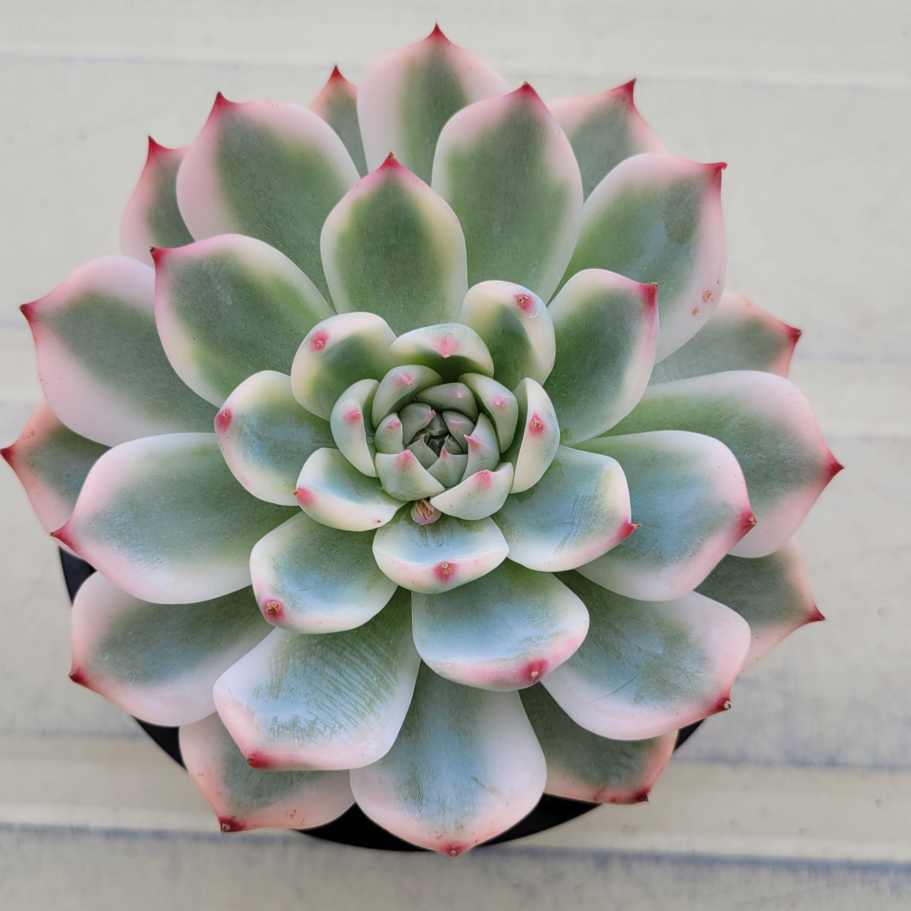 Echeveria Chihuahuaensis variegated 