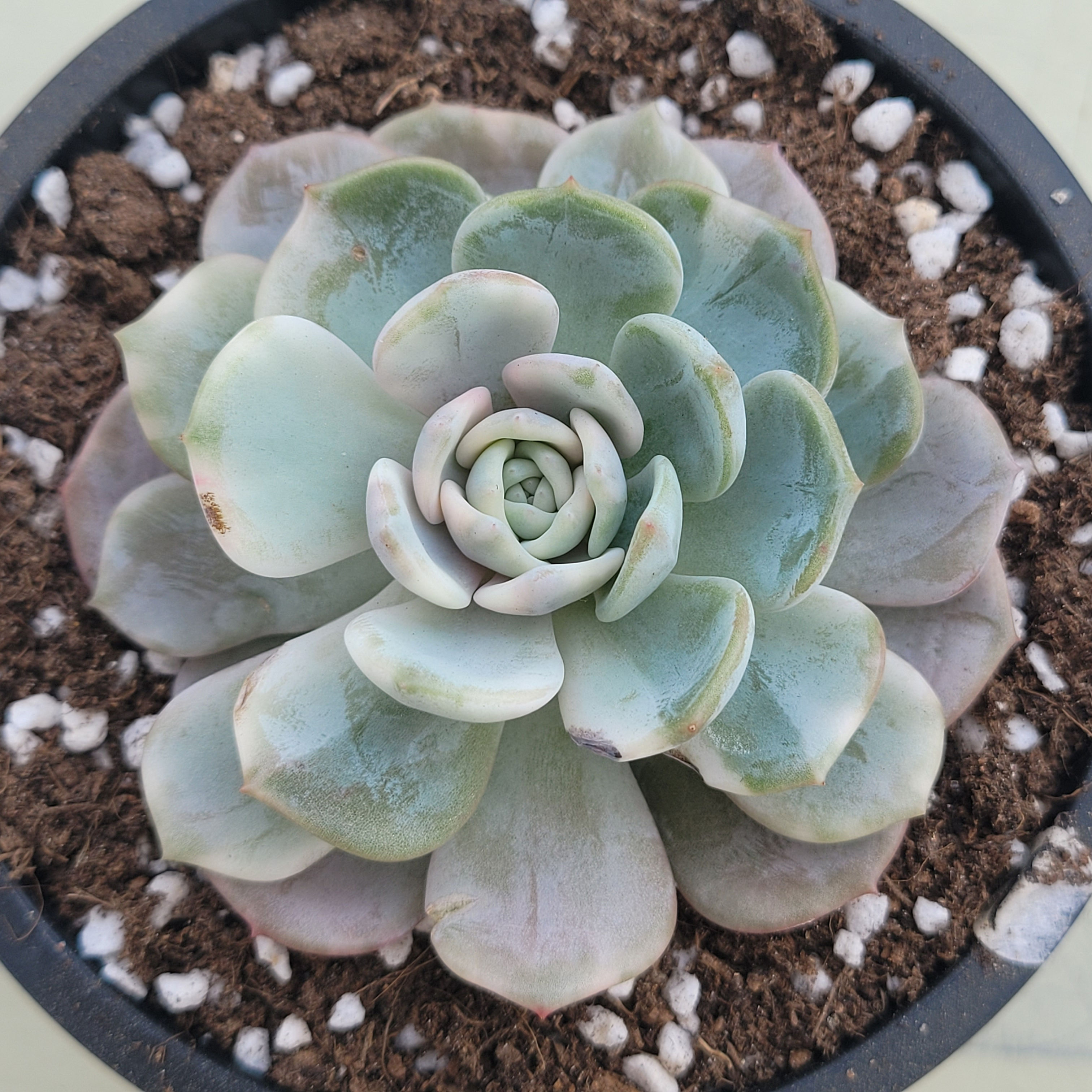 Echeveria Lucky Star variegated 