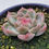 Thumbnail: Echeveria Pink Line (New)