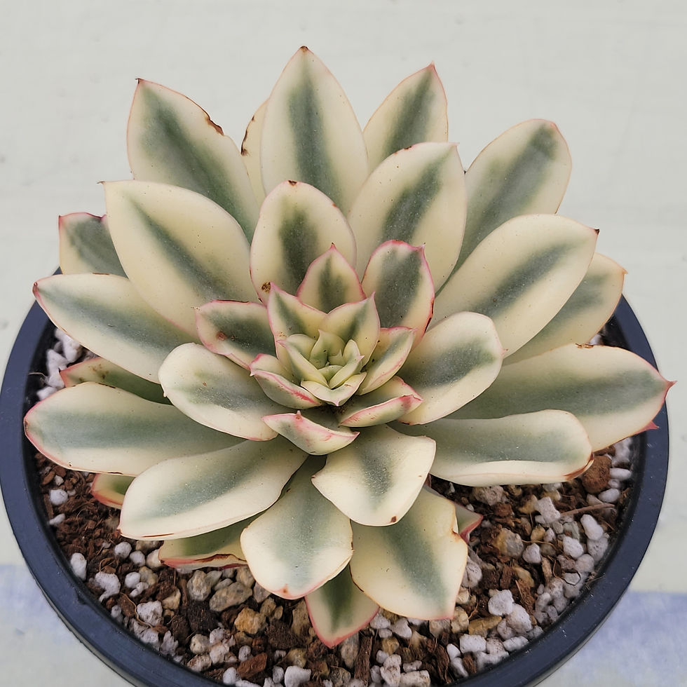 Thumbnail: Echeveria Alsnell variegated 