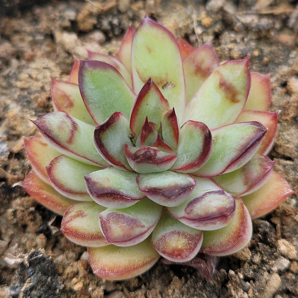 Thumbnail: Echeveria Pulidonis Bump 