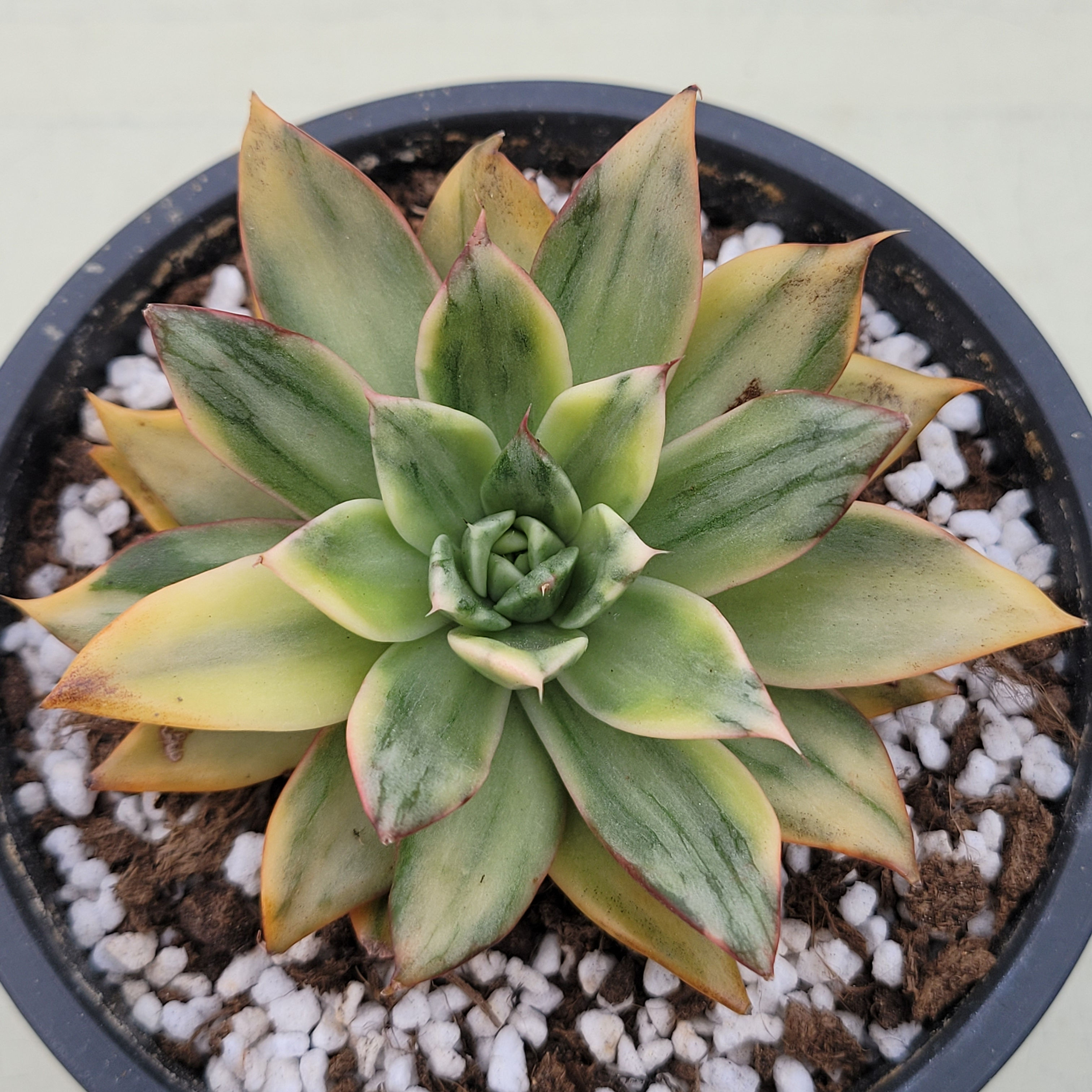 Echeveria Cliff Edge variegated 