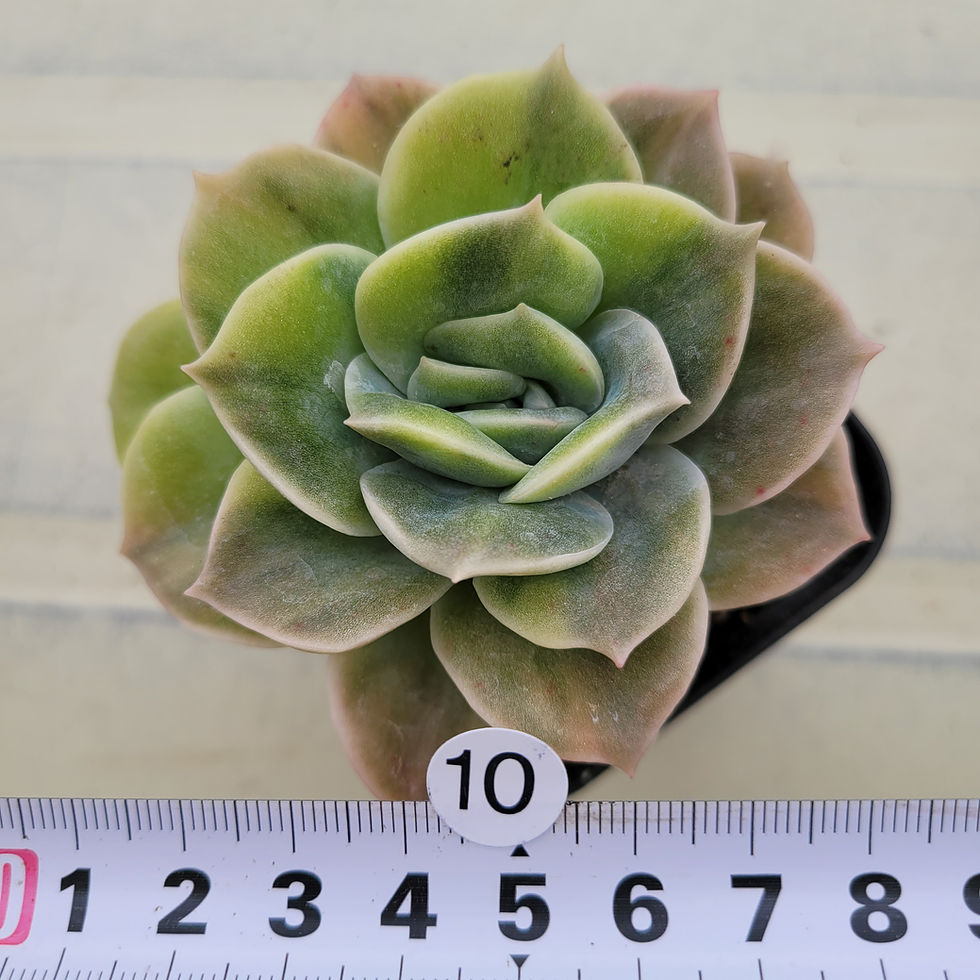 Thumbnail: Echeveria Lovely Rose variegated 