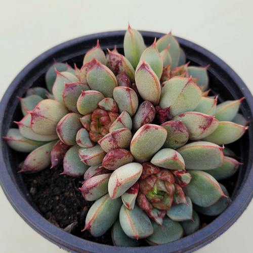 Succulent Plants | 5 Echeveria Succulents | Rooted In Planter Pots With Soil | Real - Foto 7