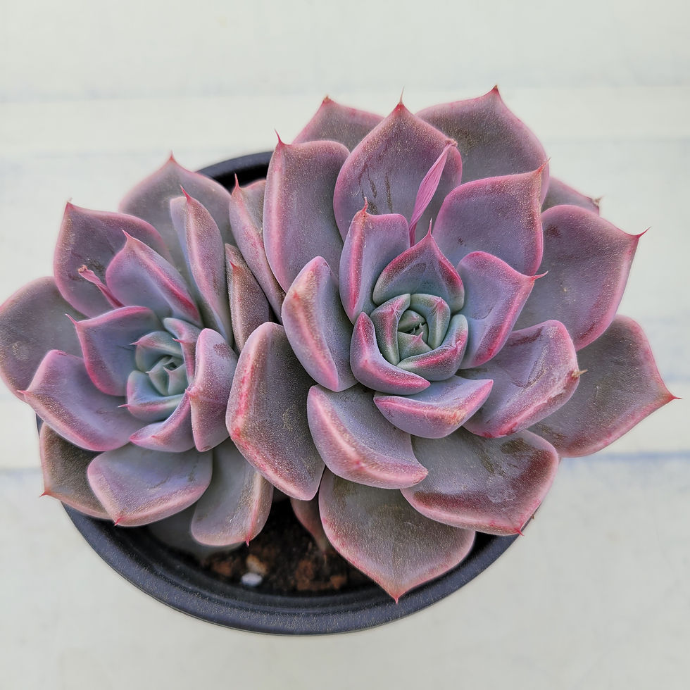 Thumbnail: Echeveria Pink Dior 
