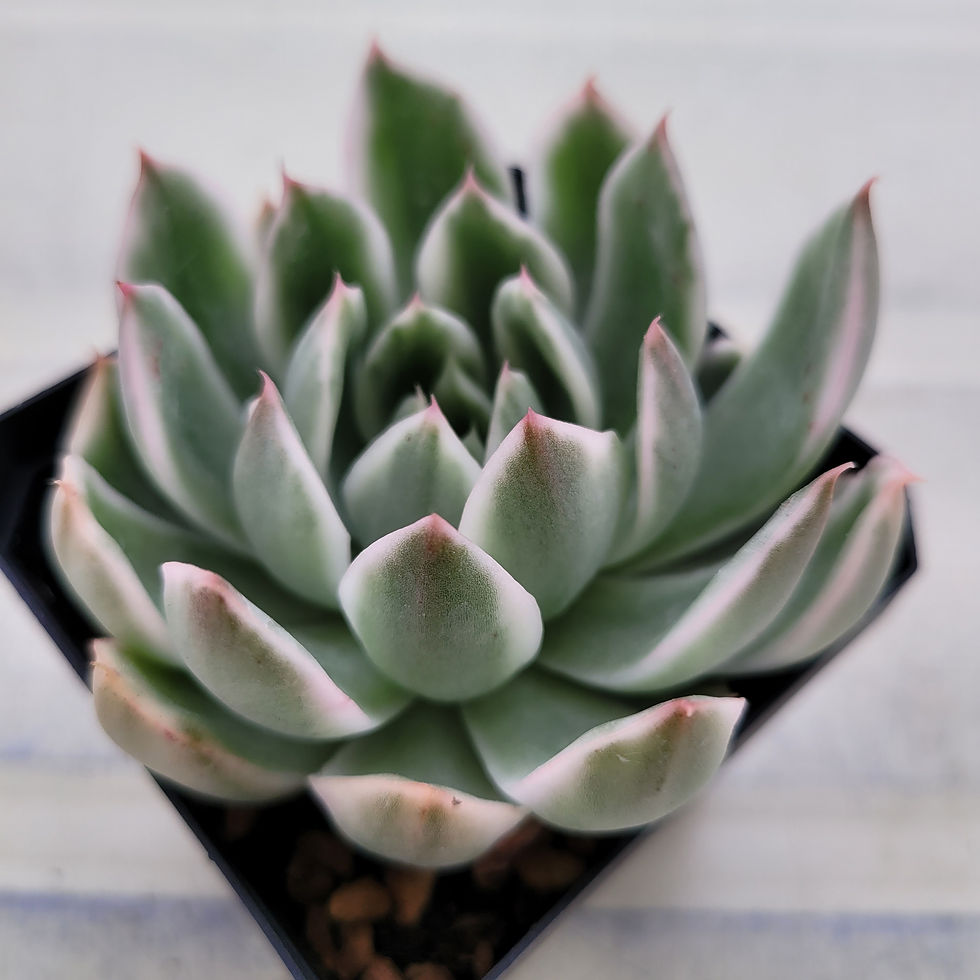 Thumbnail: Echeveria Spring Rain variegated 