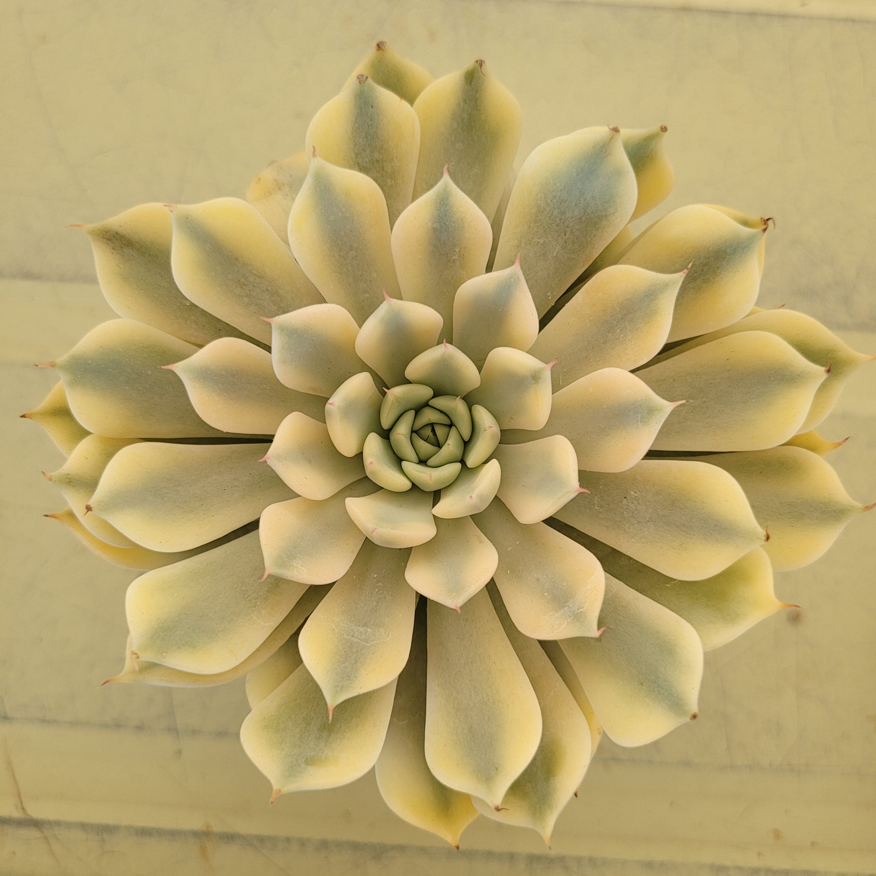 Echeveria Pink Zaragosa variegated 