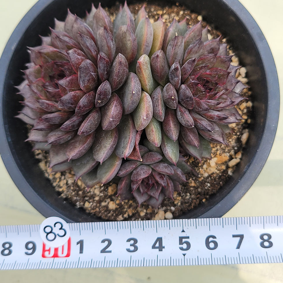 Thumbnail: Echeveria Dark Knight 
