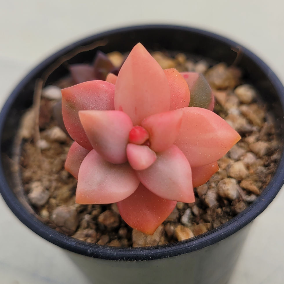 Thumbnail: Pachyphytum Pink Valentine variegated 